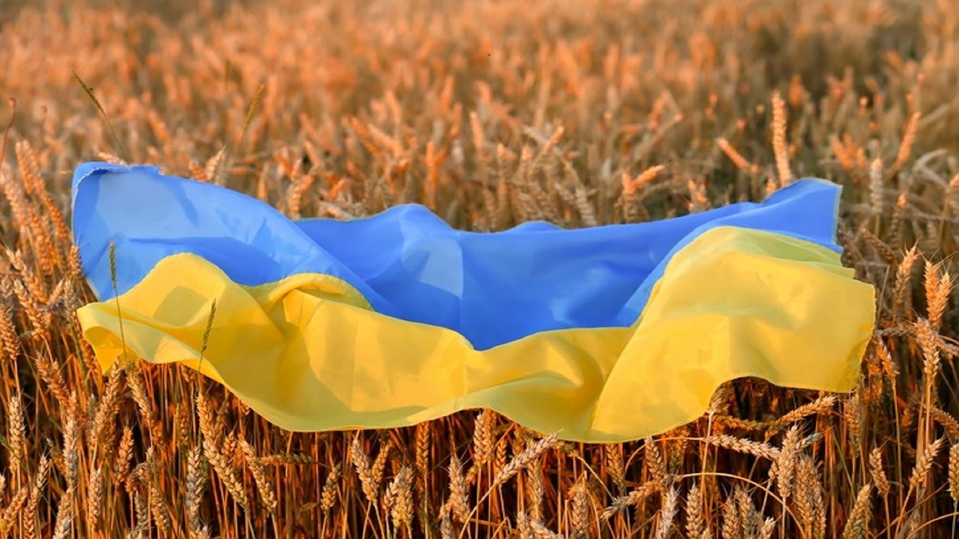 برعاية تركية.. اتفاق بين الجانب الروسي والأوكراني حول تصدير القمح 