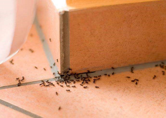 جربيها.. حلول سحرية لطرد النمل من منزلك نهائياً