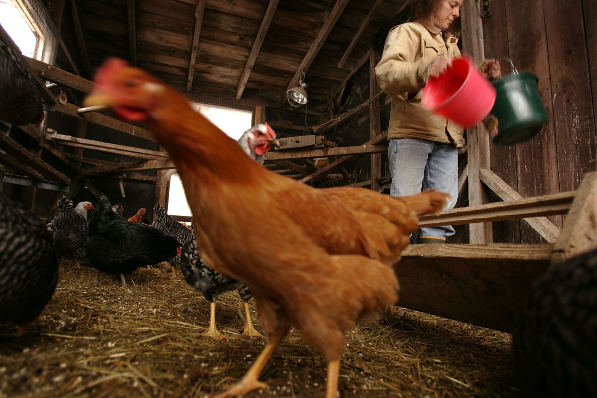 المخاطر الصحية الناتجة عن تربية الدجاج في الفناء الخلفي